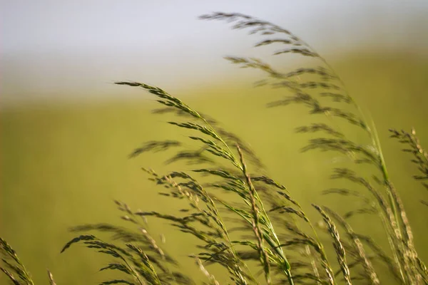 Eine Selektive Fokusaufnahme Von Festlichem Gras Das Wind Weht — Stockfoto