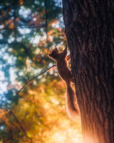 The cute squirrel running in the tree in the forest.