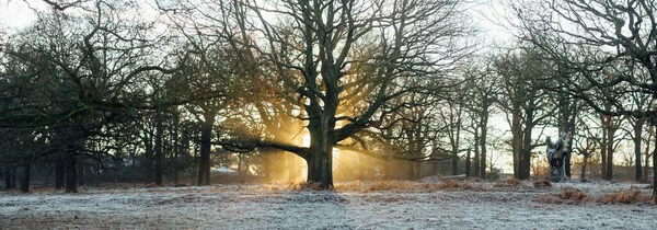 Una Scena Panoramica Una Lunga Fila Alberi Senza Foglie Con — Foto Stock