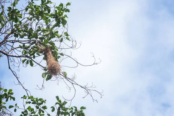 木から鳥の巣をぶら下げる低角度のショット — ストック写真