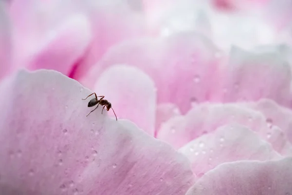 一只蚂蚁带着雨滴爬上牡丹 — 图库照片