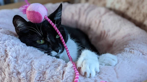 頭にピンクの糸コイルと猫のベッドの上に横たわるビュー黒と白の猫 — ストック写真