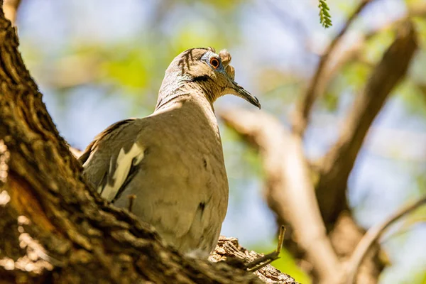 Gros Plan Pigeon Des Bois Commun Dans Parc — Photo