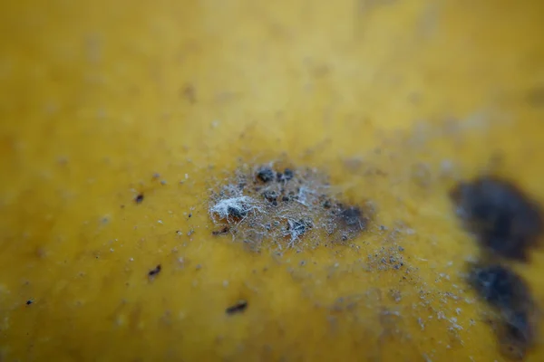 Closeup Shot Rotten Pear Mold — Stock Photo, Image