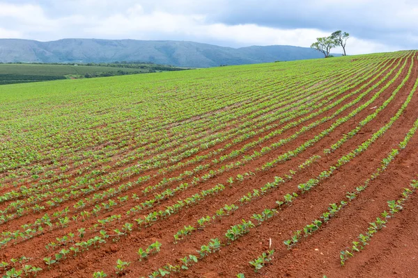 Una Bella Vista Della Piantagione Agricola Soia Fattoria Brasile — Foto Stock