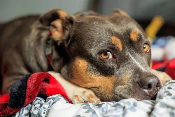 Closeup Adorable Brown Rottweiler Dog Lying Bed Looking Camera — Stock Photo, Image