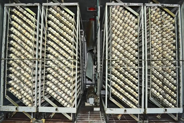 Uma Incubadora Para Incubação Ovos Galinha — Fotografia de Stock