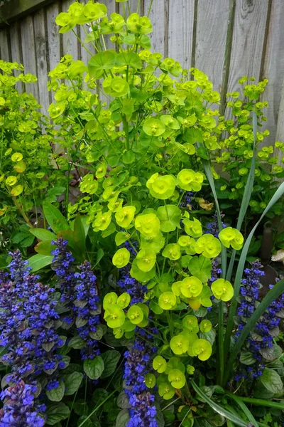 Deep Blue Lime Green Garden Display Bugle Euphorbia Filling Flower — Stock Photo, Image