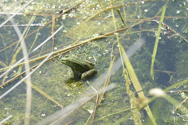 Adorable Marsh Frog Shallow Water Pond — Stock Photo, Image