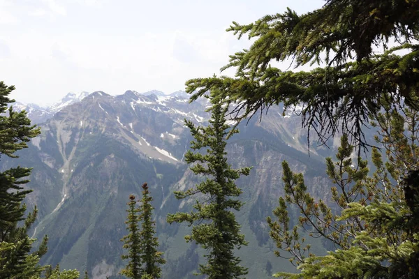 Scenic View Tall Trees Forest Rocky Mountains Background — Stock Photo, Image