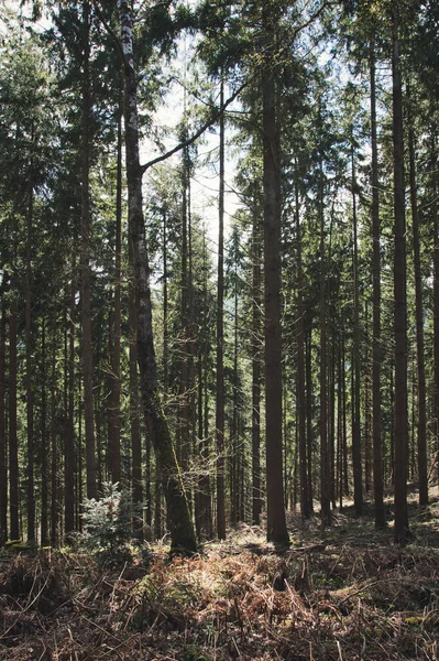 Staufen Breisgau Almanya Yakınlarındaki Blackwood Ormanının Dikey Görüntüsü — Stok fotoğraf