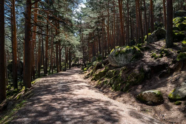 Fire Road Cuts Pine Forest Mountains Madrid Spain — Stock Photo, Image
