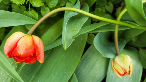 Close Uma Flor Tulipa — Fotografia de Stock