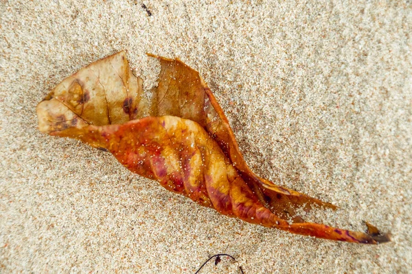 Closeup Shot Red Leaf Beach Rio San Juan Dominican Republic — Stock Photo, Image