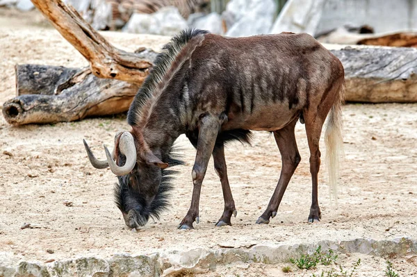 Wildebeest Cola Blanca Connochaetes Gnou Caminando Forrajeando Arena — Foto de Stock