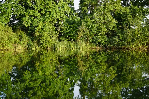 湖に反射する緑の植物や木々の美しいショット — ストック写真