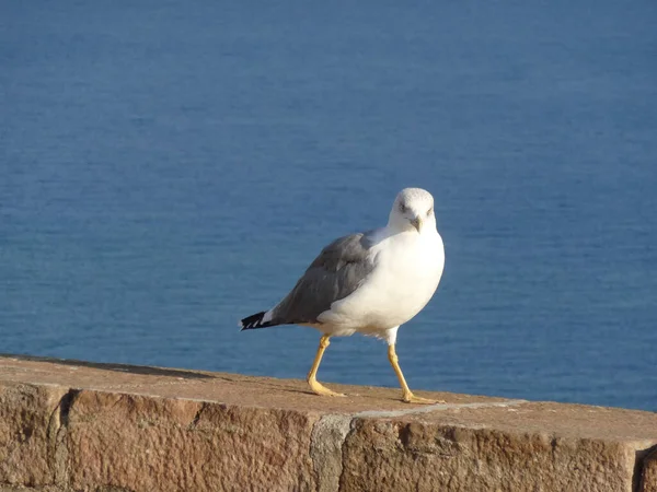 Eine Nahaufnahme Einer Möwe Mit Blauem Himmel — Stockfoto