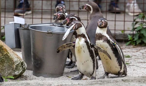 Grupo Pinguins Bonitos Zoológico — Fotografia de Stock