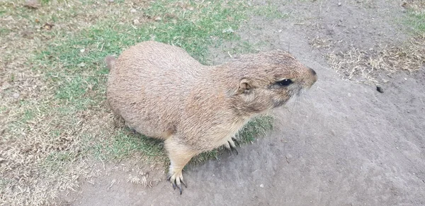 Praire Cão Dia Verão Estepe — Fotografia de Stock