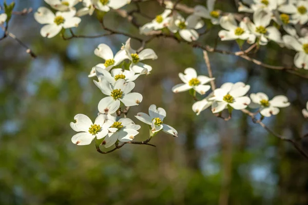 Eine Nahaufnahme Schöner Weißer Blütenblätter Auf Einem Ast — Stockfoto