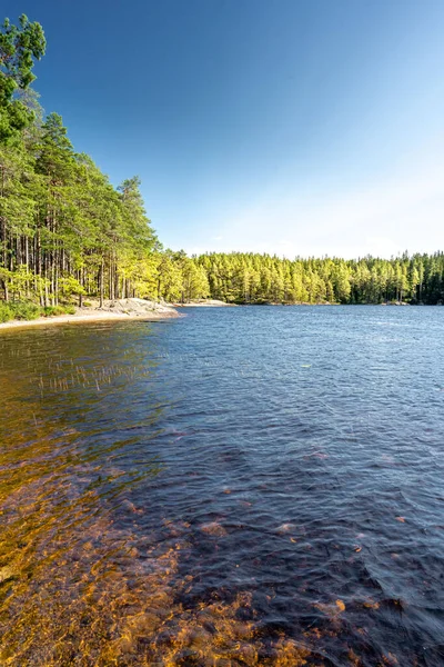 Lac Dans Une Forêt Suède Par Une Journée Ensoleillée — Photo