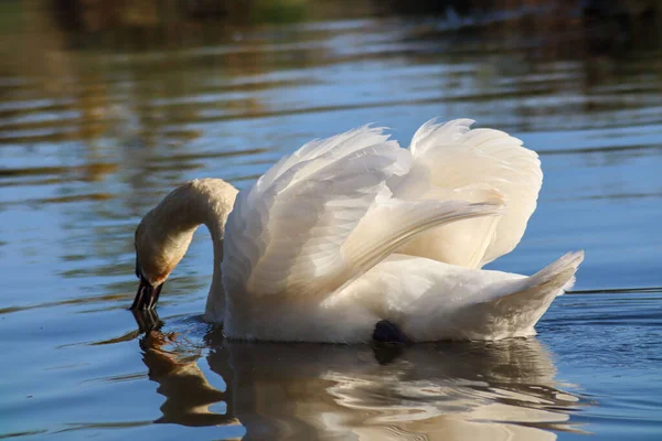 Krásná Němá Labuť Cygnus Olor Pije Vodě — Stock fotografie