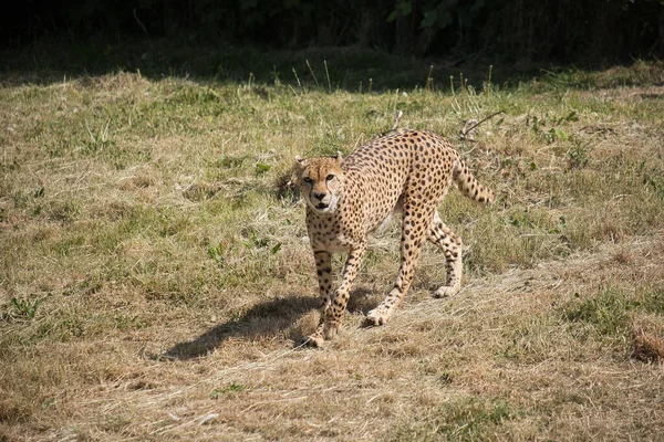 Beautiful Shot African Cheetah Walking Grass Bright Sunlight — Stock Photo, Image