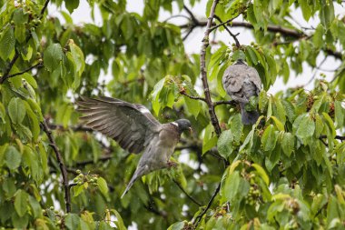Ağaçtaki bir Kaya güvercininin yakın çekimi