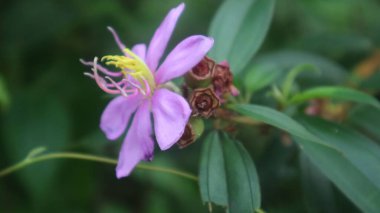 Yeşil yaprakları ve bulanık bir arkaplanı olan mor bir çiçeğin yakın plan çekimi.