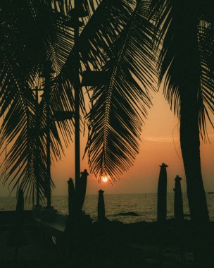 Gün batımında bir plajda palmiye dalı siluetinin dikey görüntüsü.