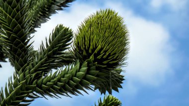 Güzel bir Araucaria ağacı Almanya 'da mavi gökyüzüne karşı.