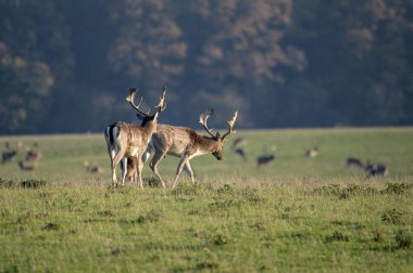 Çayırda iki erkek geyik