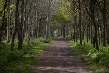 Baharda ağaçların arasından ormana giden yol.