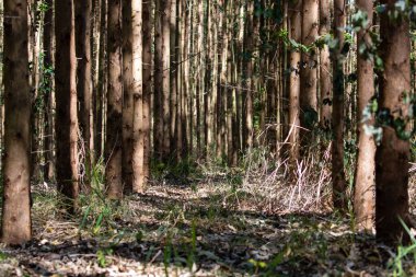 Yoğun bir ormanda, güneş ışığında yeşil çimlerin manzarası