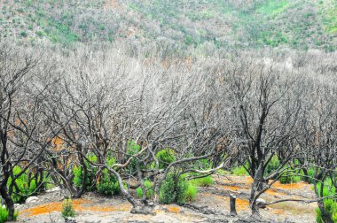 Yangının İspanya 'daki Kanarya Adalarındaki Ormandaki Etkisi