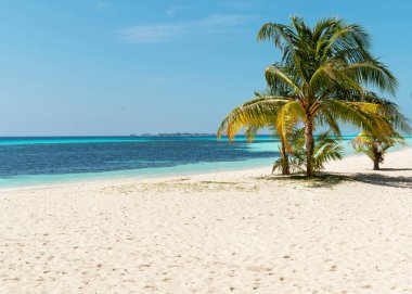Güneşli bir sabahta kumsalda palmiye ağaçlarından oluşan güzel bir manzara.