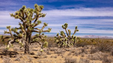 Joshua ağaçlarının ıssız bir yerde güzel bir görüntüsü.