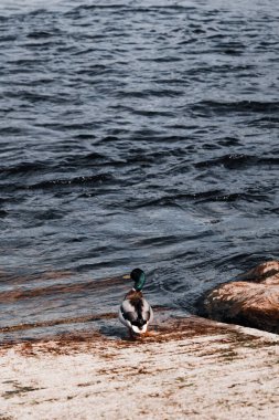 Limerick, Munster, İrlanda kıyısında bir yaban ördeğinin yakın çekimi.