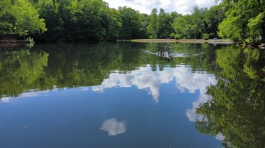 Ağaçlarla çevrili gölde yüzen sevimli ördeklerin güzel bir görüntüsü.