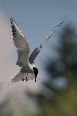 Bulanık arka planda kanatları olan sıradan bir deniz feneri kuşu.