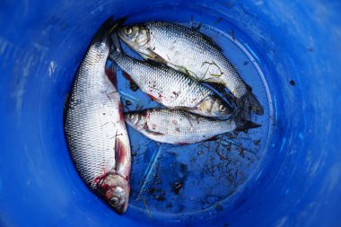 Mavi kovanın içindeki hamamböceği Rutilus Rutilus 'a yakın çekim. Üst görünüm.