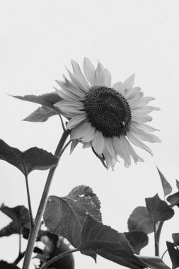 Gökyüzüne karşı açan bir ayçiçeğinin dikey gri pulu