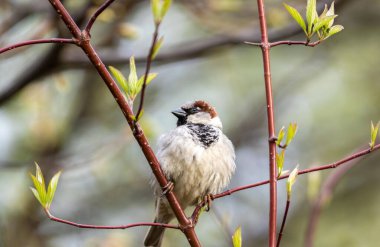 Gorodnya Nehri yakınlarındaki bir parkta ağaca tünemiş bir ev serçesinin yakın çekimi, Moskova, Rusya
