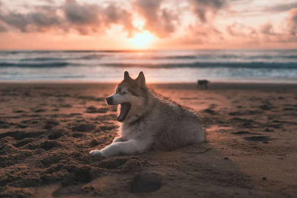 Adorable Siberian Husky Resting Beach Sunset Sky Background — Stock Photo, Image