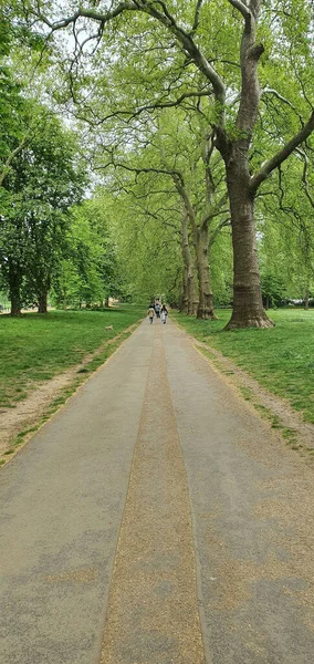 春の緑の公園の狭い歩道の垂直ショット — ストック写真