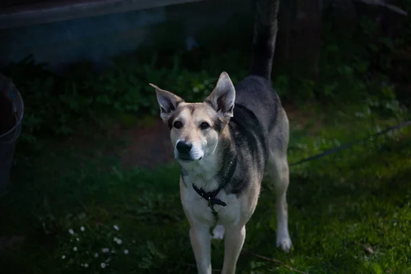 Closeup Portrait Beautiful Dog Garden — Stock Photo, Image