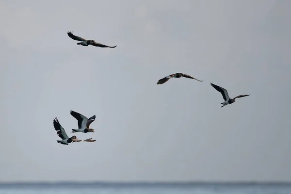 Una Bandada Lapwings Del Norte Volando Sobre Mar Durante Día — Foto de Stock