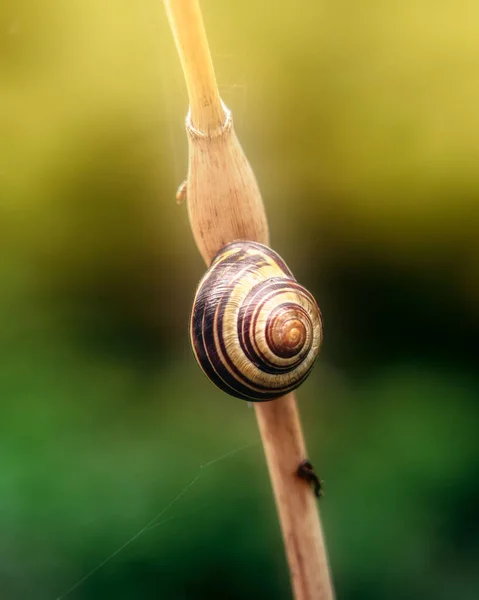 Amazing Shallow Focus Tiny Snail Blurry Background — Stock Photo, Image