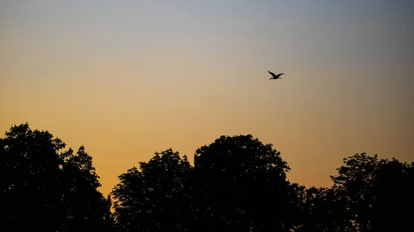 Una Vista Silueta Árboles Aves Voladoras Contra Hermoso Cielo Atardecer — Foto de Stock
