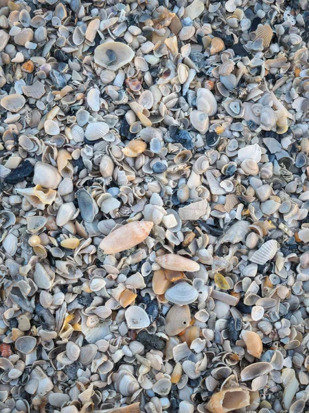 Простая Плоская Морская Раковина Множество Цветов Естественном Освещении Фон Ракушки — стоковое фото